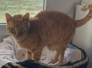 FOZ - bildschöner Rottiger-Kater Bild 3