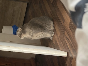 2 Kater in liebevolle Hände abzugeben 