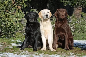 Suche Labrador :)