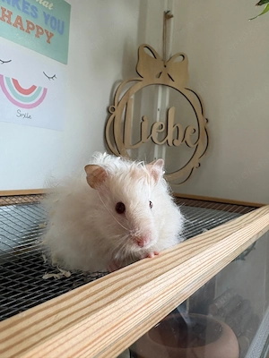 Handzahmer reinrassiger Teddyhamster Barney sucht leider neues Zuhause mit viel Zeit 