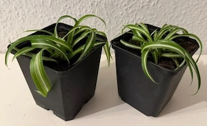 Chlorophytum Comosum Bonnie, lockige Grünlilie, 1 x 3  , 2 x 5  