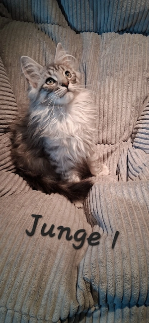 Maine coon kitten 