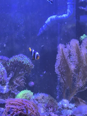 Sebae Anemonenfisch
