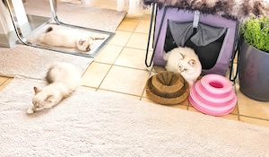 Ragdoll Kitten suchen Schmusepersonal