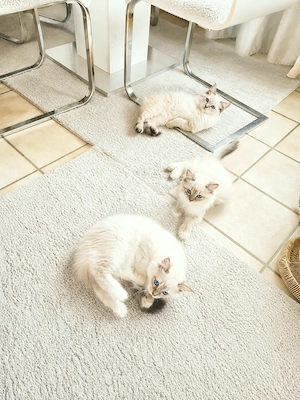 Ragdoll Kitten 2fach geimpft