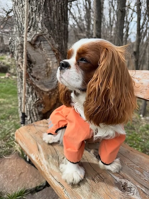 Cavalier King Charles Welpen abzugeben
