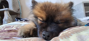 Pomeranian Rüde 4 Jahre alt