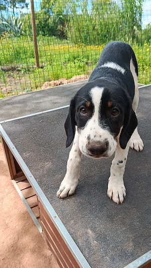 SUSAN sucht Traumkörbchen 