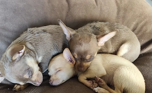 Chihuahua Rüde mini 