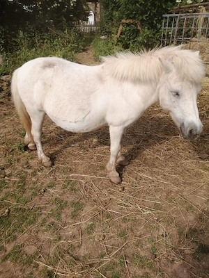 Pony stute zu verkaufen 