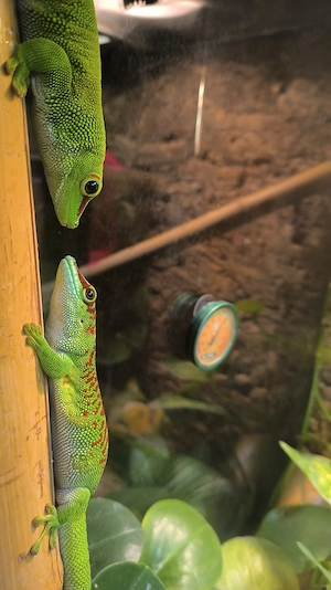 Madagaskar Baby Gecko 