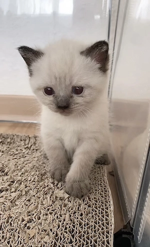 Wunderschönr Siam BKH mix Blue Point Kitten suchen ihre Bediensteten