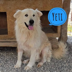 Yeti, wunderhübscher und prächtiger Traumhund