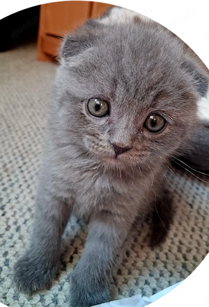 Junger Kater abzugeben 