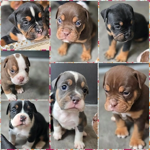 old english Bulldog Welpen 