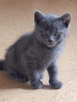 Kater Katzen Kitte
