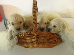 Golden Retriever Welpen