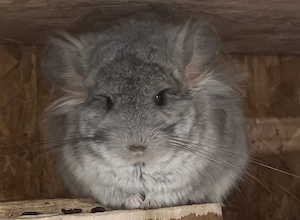 Vio Angora Böckchen 