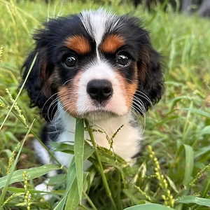 Cavalier Welpen verfügbar