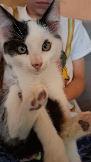 Kätzchen Babys. Italienische Kurzhaarig. 