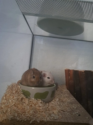 2 Rennmäuse + Käfig + Zubehör 
