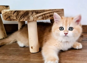 BKH Mädchen Katze Britische Kurzhaar Absofort. 2x geimpft!