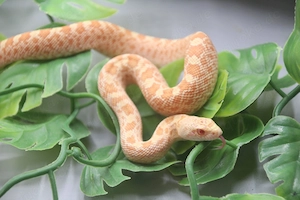 Bullennatter Nachzuchten ( Albino, Whitesided Albino, Whitesided uvm) 