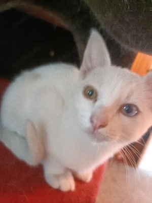 BKH Mix Kitten 