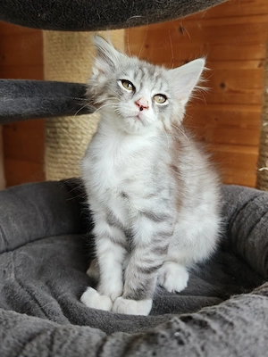 Maine Coon Kitten absofort.