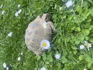 Adulte männliche Vierzehen Landschildkröte, Steppenschildkröte, Russische, Testudo Horsfieldii