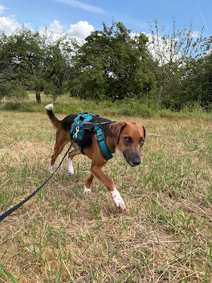 Traumhund sucht zu Hause 