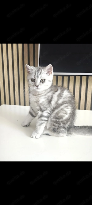  BKH Mädchen Silber Tabby