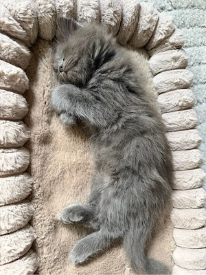 1 Edelmix Mädchen Blh Maine Coon auszugsbereit