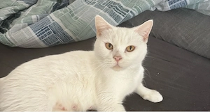 mix katze weiblich