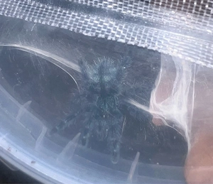 caribena versicolor