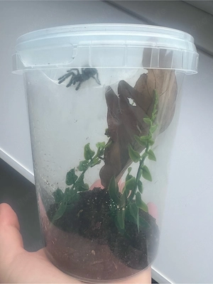 caribena versicolor Bild 2