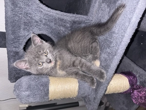 Katzen Mädchen grau Creme 
