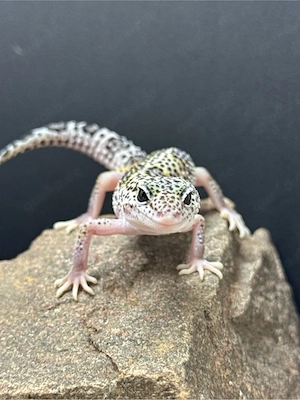 Leopardgecko Weibchen 0.1