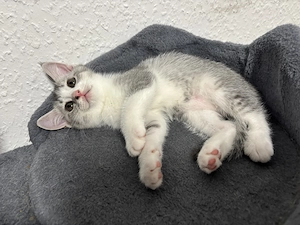 Katzen Mädchen Baby 