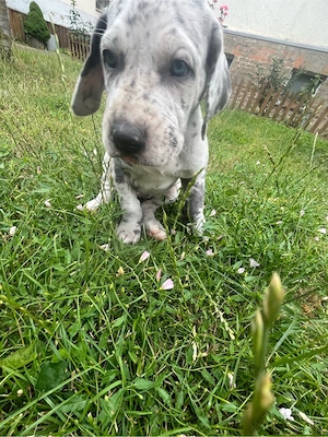 Deutsche Doggen Welpen