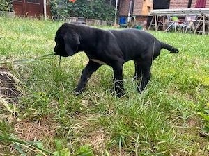 Deutsche Doggen Welpen