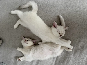 BKH Kitten suchen neuen Dosenöffner