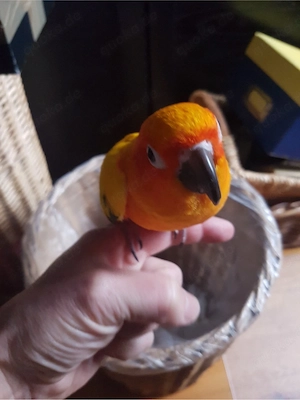 Sonnensittich 9Jahre mit Zubehör