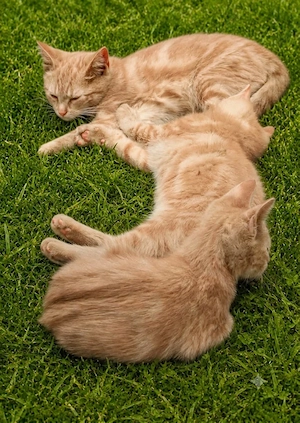 Bieten 4 Maikatzen vom Bauernhof an 2kater 2mädchen