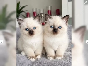 Reinrassige Ragdoll-Kätzchen suchen ein liebevolles Zuhause