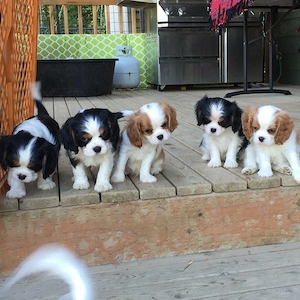 Reinrassige Cavalier King Charles Welpen