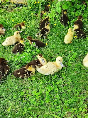 Enten Flugente Warzenente Küken - Schneckenfresser