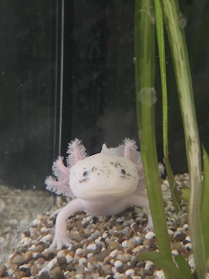Axolotl männlich 