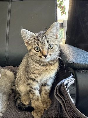 süßer Katzenkater