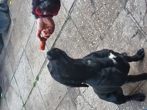 Liebevolle Hunde 